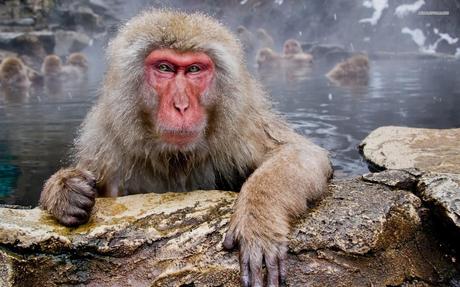 Japanese macaques pictures