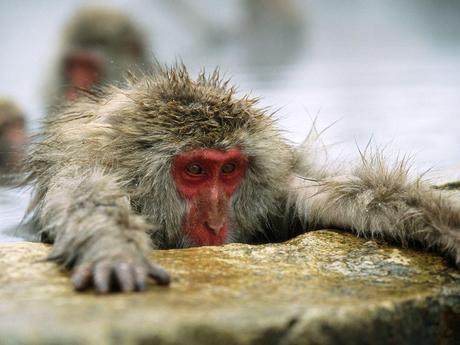 Japanese macaques pictures