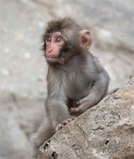 Japanese macaques pictures