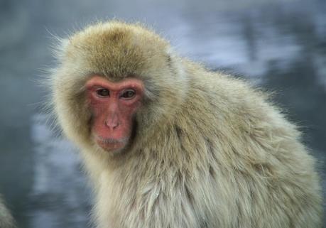 Japanese macaques pictures