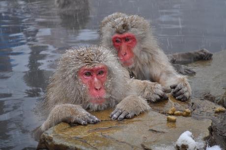 Japanese macaques pictures