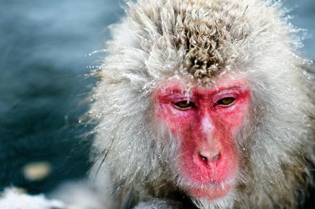 Japanese macaques pictures