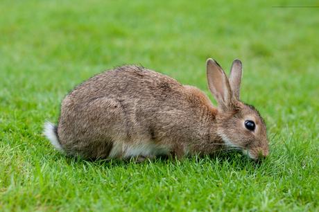 Rabbits pictures