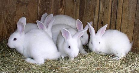 Rabbits pictures