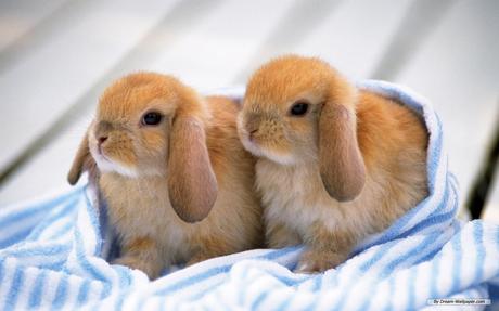 Rabbits pictures