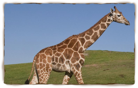 Giraffes pictures