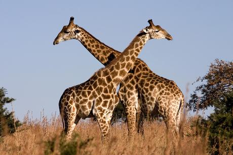 Giraffes pictures