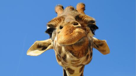 Giraffes pictures