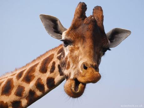 Giraffes pictures