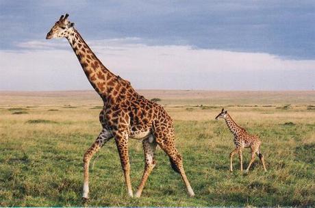 Giraffes pictures