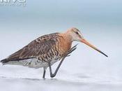 Swedish Critically Endangered Species, Part VII: Black-tailed Godwit Rödspov