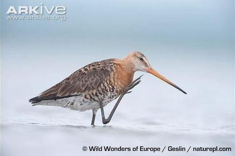 Swedish Critically Endangered Species, Part VII: Black-tailed Godwit / Rödspov
