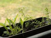 Start Your Herb Garden