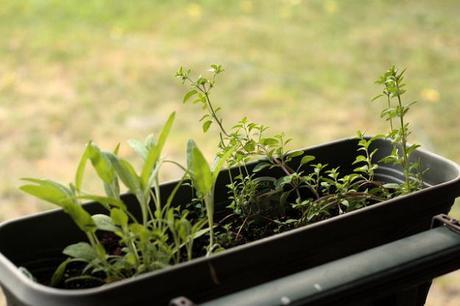 steps to your own herb garden