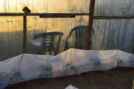 Guard your tomato plants from Jack Frost