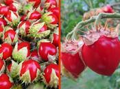 Litchi Tomatoes -Morelle Balbis