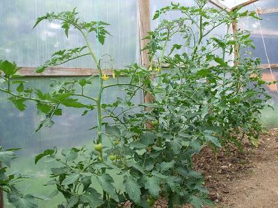 2013  season -Tomato leaf curl - Early tomato care