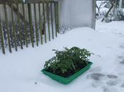 Snow Tomatoes
