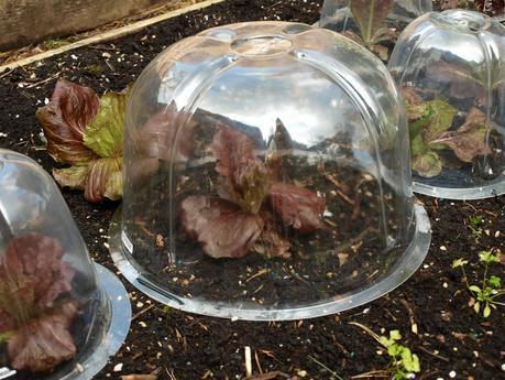 New cloches