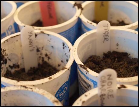 Sowing tomatoes