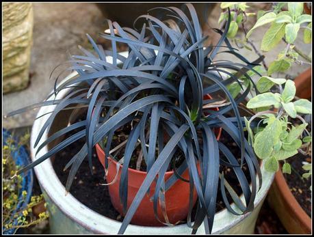 Ophiopogon