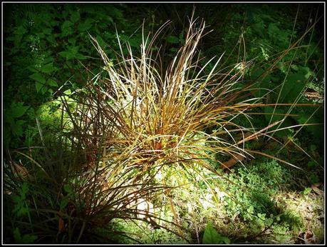 Ophiopogon