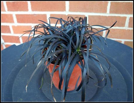 Ophiopogon