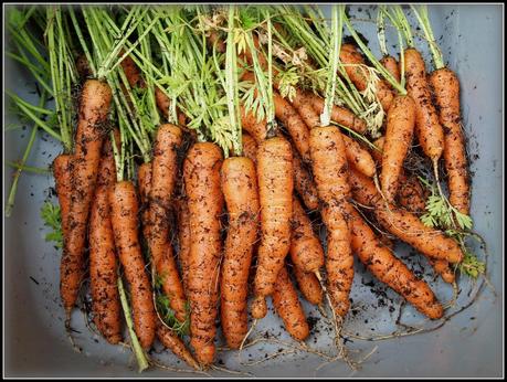 Sowing and protecting Carrots