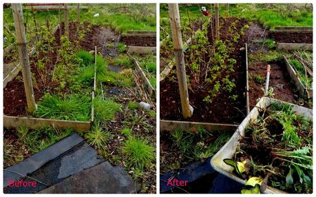 summer raspberry bed - 'growourown.blogspot.com' ~ an allotment blog