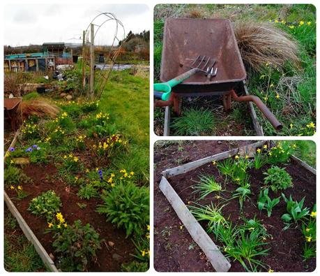 attattacking the flower border - 'growourown.blogspot.com' - Allotment Blog