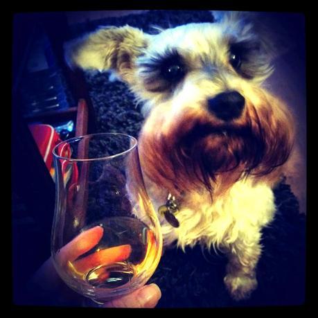 instagram Maggie and whiskey - 'growourown.blogspot.com' - Allotment Blog instagram Maggie and whiskey - 'growourown.blogspot.com' - Allotment Blog