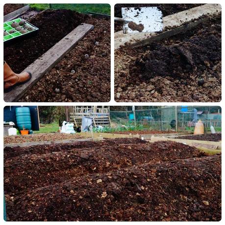 planting spuds- 'growourown.blogspot.com' - Allotment Blog