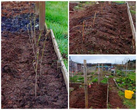 Blackthorn and Raspberries - 'growourown.blogspot.com' - Allotment Blog