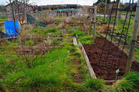 14b (day 2) - 'growourown.blogspot.com' ~ allotment blog