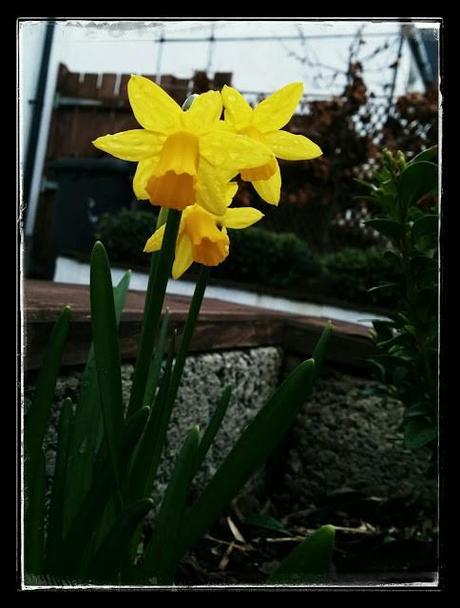 little daffs in the garden - growourown.blogspot.com - An Allotment Blog