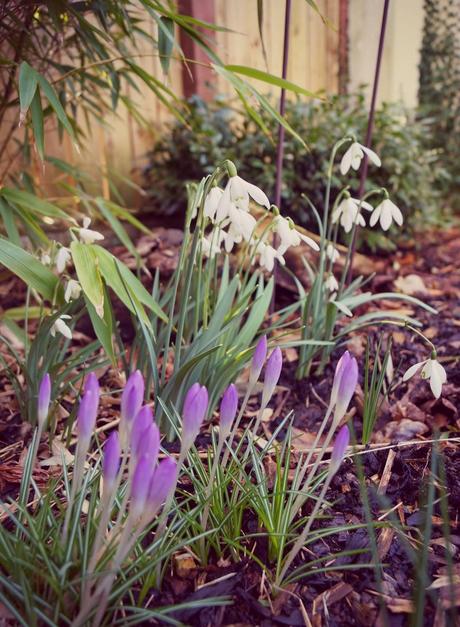 Snowdrops and Crocuses - 'Grow Our Own' Allotment blog