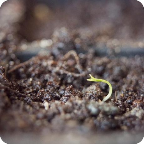 Tiny celeriac seedlings  - 'Grow Our Own' Allotment blog