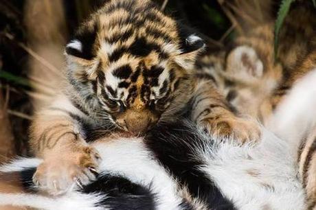 Interpol Urges Joint Action To Stop Tiger Trade Interpol Urges Joint Action To Stop Tiger Trade