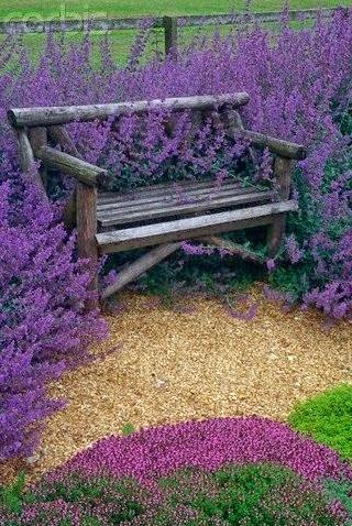Oh So Lovely Lavender!