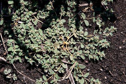 Know thine enemy: Common weeds to know