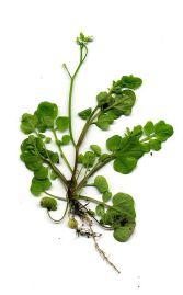 Know thine enemy: Common weeds to know