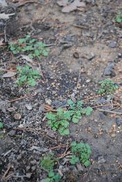 hairy bittercress cardamine hirsuta weed seedling