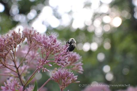 Joe Pye weed, Eupatorium fistulosum