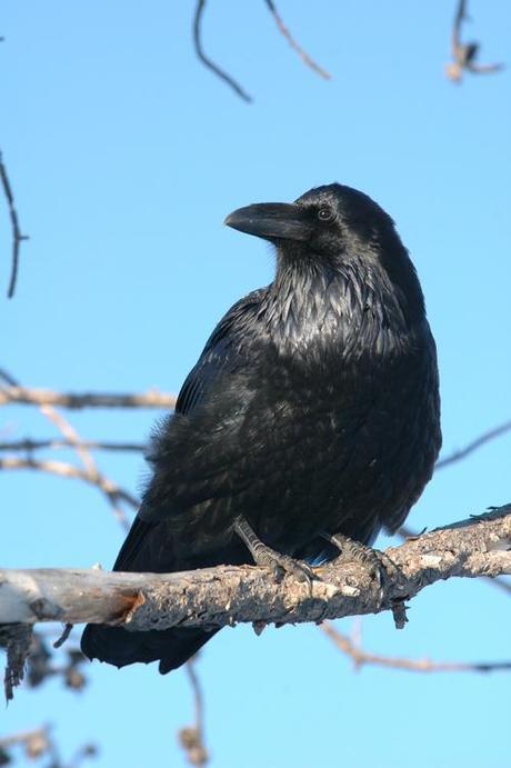 Petition to stop the slaughter of ravens in Idaho