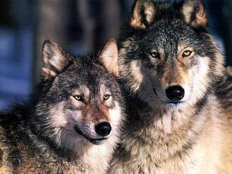 Nearly 500,000 More Americans Speak Out Against Federal Plan to Strip Wolves of Protections