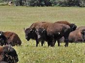 Grand Canyon Seeks Ways Manage Bison Herds