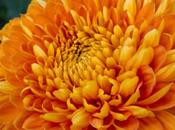 Bold Vanessa Honey Glow Decorative Chrysanthemums