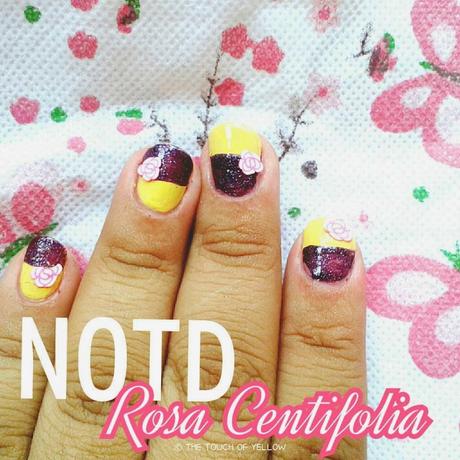NOTD: Rosa Centifolia