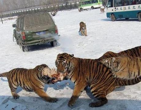 HARBIN, China: China’s tiger parks under fire from conservationists, animal cruelty experts