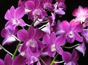 Chinese Orchids Trouble, Here’s Save Them Conservation
